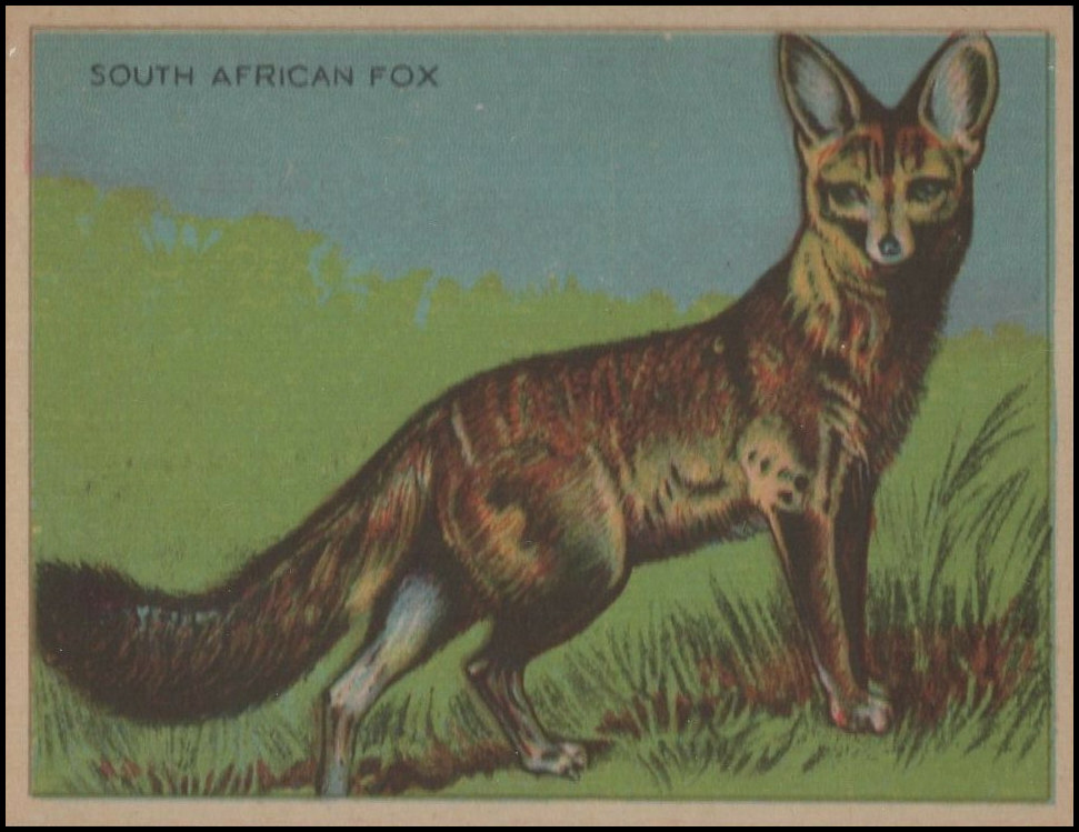 57 South African Fox